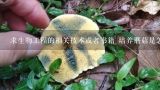 求生物工程的相关技术或者书籍 培养蘑菇是怎样做的？ 具体是如何制作培养基与消毒，蘑菇幼体如何从,分类野生菌大全的书籍