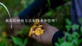 黄瓜的种植方法和管理技术？黄瓜种植技术与管理方法