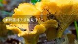 羊肚菌种植基地是什么？羊肚菌种植基地在哪呢?