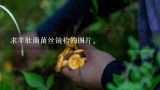 求羊肚菌菌丝镜检的图片。,野生羊肚菌的图片