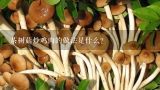 茶树菇炒鸡肉的做法是什么？能否指点下茶树菇烧鸡块的常见做法？