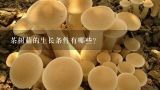 茶树菇快法方法,茶树菇怎么种植