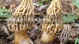 各种蘑菇图片及名称有哪些？能吃的蘑菇种类大全及图片