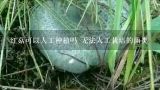 红菇可以人工种植吗 无法人工栽培的菌类,福建浦城野生菌菇有哪些