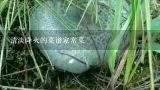 清淡降火的菜谱家常菜,夏天清淡的菜谱家常菜