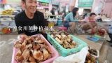 学习食用菌种植技术,食用菌栽培实际工作