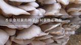 香菇食用菌的种子如何获得并培育,我老家四川乐山在外务工多年想回家种香菇及食用菌请懂行人士指点下