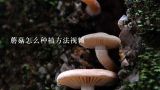 蘑菇怎么种植方法视频,食用菌母种制作视频