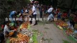 食用菌种植 食用菌种植方法介绍,济宁市哪里种大棚最多