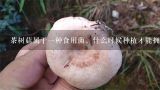 茶树菇属于一种食用菌，什么时候种植才能拥有高产量,种植羊肚菌技术
