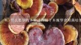 6. 什么类型的木材适合用于木腐型食用菌培养箱的设计与建造？