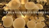 如果想在家中大规模地生产食用菌圆蘑菇您应该考虑什么因素或条件？