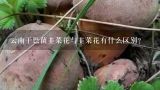 云南干巴菌韭菜花与韭菜花有什么区别?