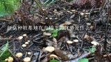 红菇种植基地在市场上的优势是什么?