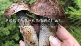 新疆的土里白色真菌指的是什么?