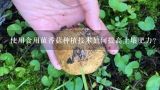 使用食用菌香菇种植技术如何提高土壤肥力?