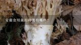 安徽食用菌的种类有哪些?