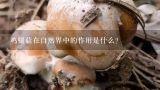 鸡腿菇在自然界中的作用是什么?