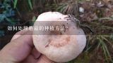 如何处理蘑菇的种植方法?