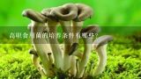 高职食用菌的培养条件有哪些?