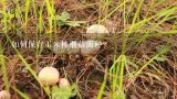 如何保存玉米棒蘑菇菌种?