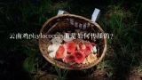 云南鸡phylococcus菌是如何传播的?