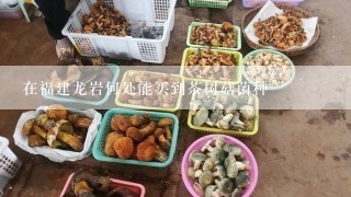 在福建龙岩何处能买到茶树菇菌种