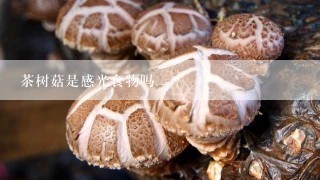 茶树菇是感光食物吗