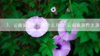 云南旅游野生菌什么月份 云南旅游野生菌哪个月份