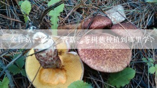 金针菇、平菇、香菇、茶树菇种植到哪里学，学种菇技术到哪里学