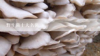 野生菌十大名菌