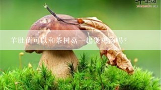 羊肚菌可以和茶树菇一起煲鸡汤吗？