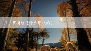 茶树菇是什么形状的?