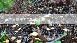 茶树菇原种那里能买到