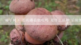 柿子树下 长的蘑菇能吃吗 是什么品种 后附图片