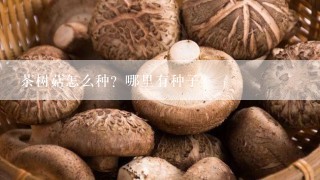 茶树菇怎么种？哪里有种子？