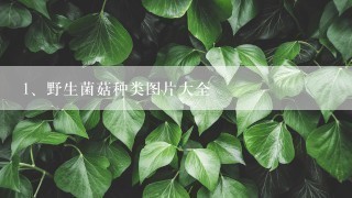 野生菌菇种类图片大全