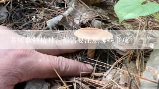 茶树菇种植时，都需要注意哪些事项？