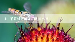 干茶树菇泡好后要焯水吗？