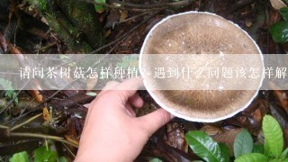 请问茶树菇怎样种植？遇到什么问题该怎样解决？还请有懂的朋友和我说说哈！