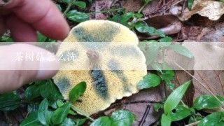 茶树菇怎么洗