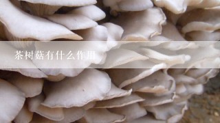茶树菇有什么作用