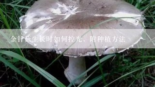 金针菇生长时如何控光，附种植方法