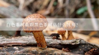 白色茶树菇跟黑色茶树菇什么区别？