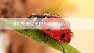 可以吃野生菌图片大全及名称