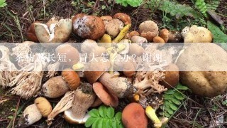 茶树菇长短，冒大怎么办？谢谢