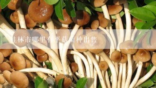 桂林市哪里有平菇菌种出售