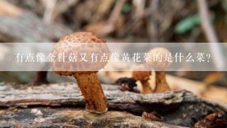 有点像金针菇又有点像黄花菜的是什么菜？