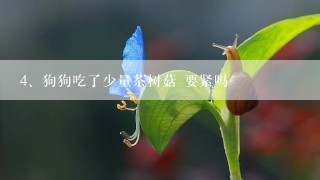 狗狗吃了少量茶树菇 要紧吗