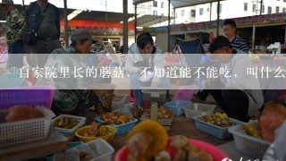 自家院里长的蘑菇，不知道能不能吃，叫什么名字？